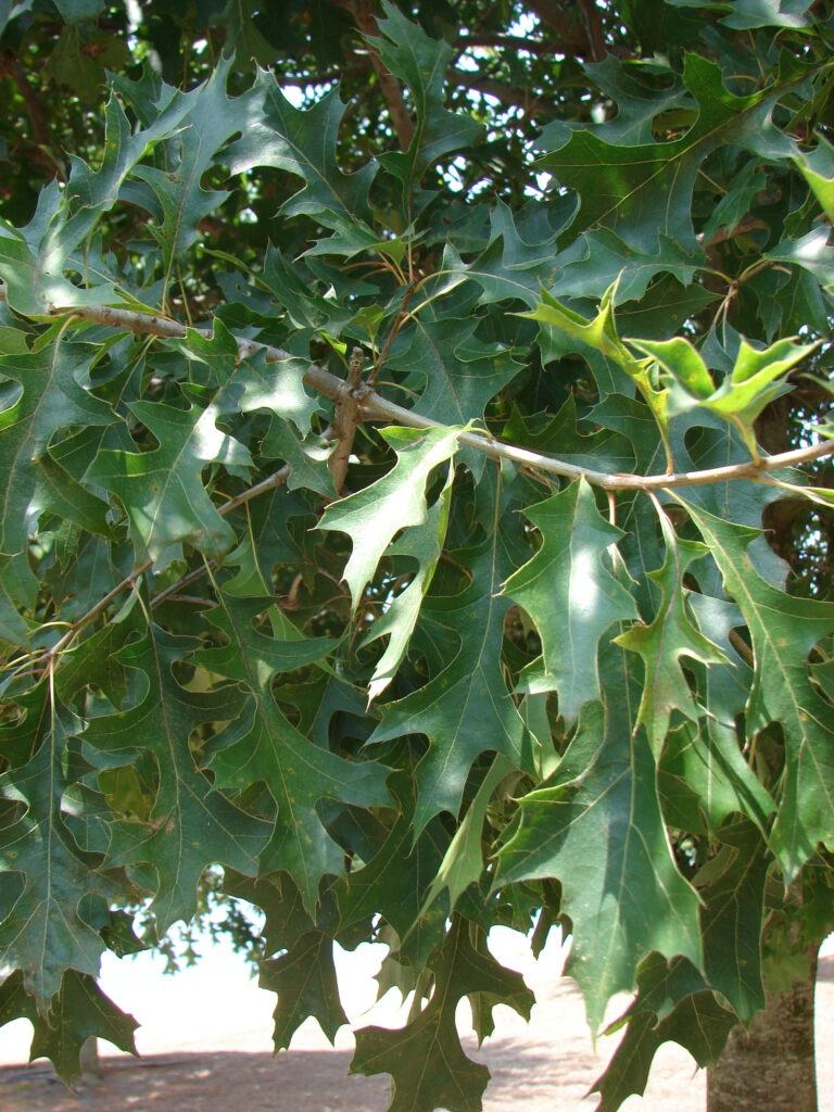 Sangria Foliage 1 Sangria Red Leaf Nuttall Oak tree leaves