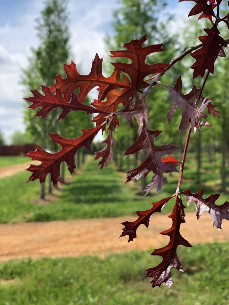 Sangria Leaves Spring Color Sangria Red Leaf Nuttall Oak tree leaves during the spring