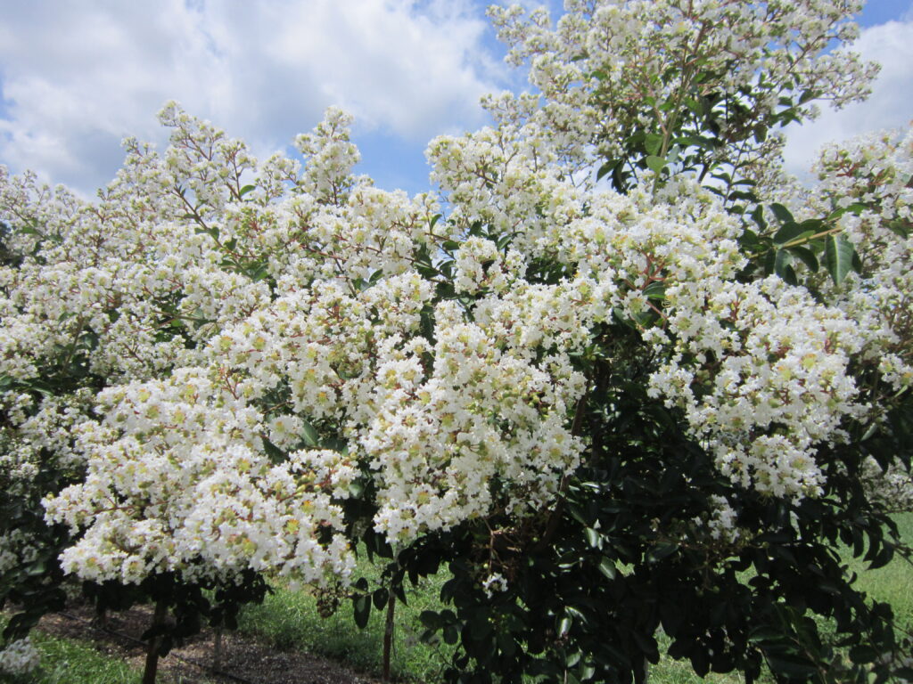 Sarah’s Favorite Crapemyrtle-OGL-08.02.2013-01 Sarah's Favorite Crape Myrtle tree foliage
