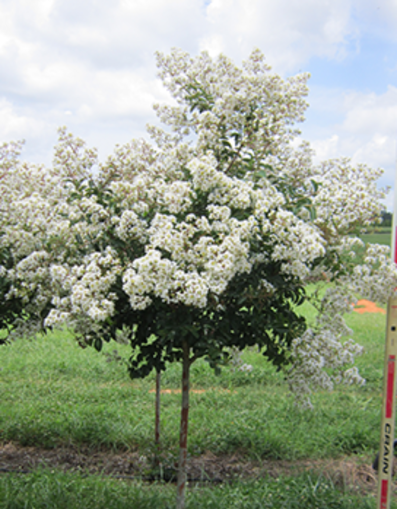 Sarah's Favorite Crape Myrtle tree