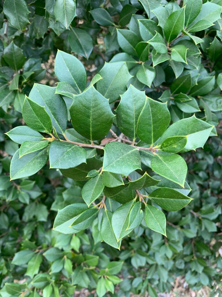 Select Elegance American Holly foliage