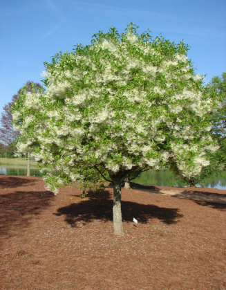 Serenity Fringetree