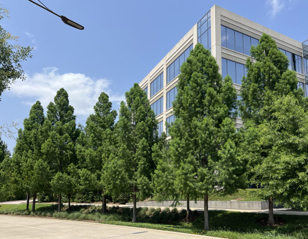 Southwestern Energy Company – Houston, TX – AGBC – After Photo Autumn Gold Bald Cypress trees outside of Southwestern Energy Company in Houston, TX