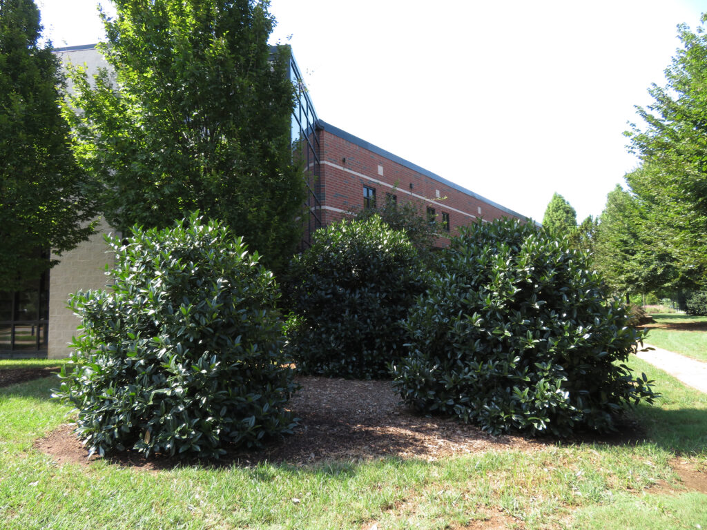 Cool Fences™ Lusterleaf Holly - Select Trees
