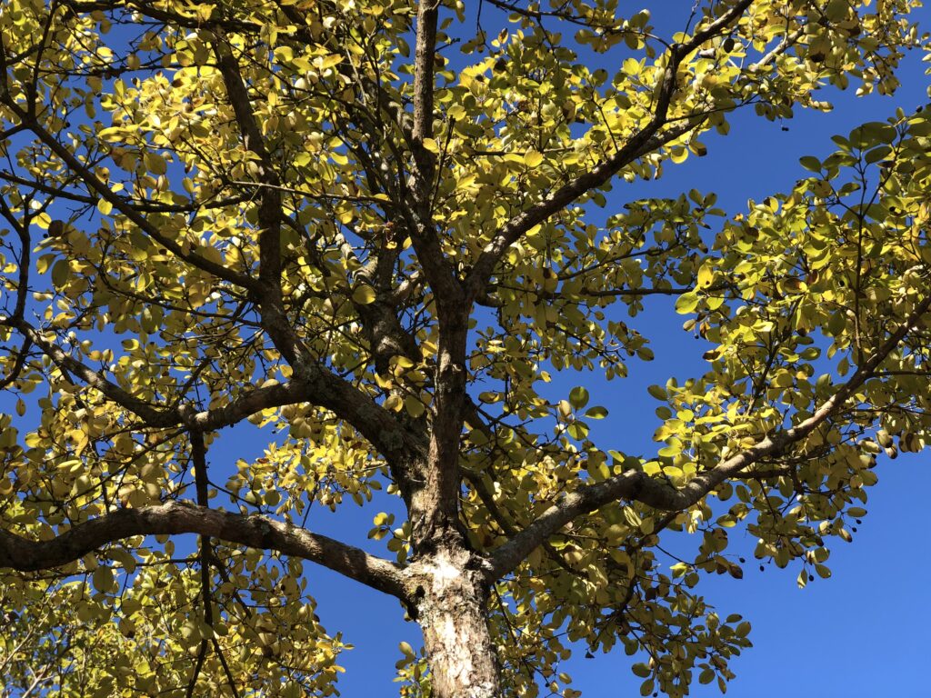Spirit Fall Color Spirit Fringetree fall foliage