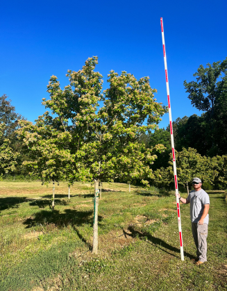 Spirit Fringetree Spirit Fringetree