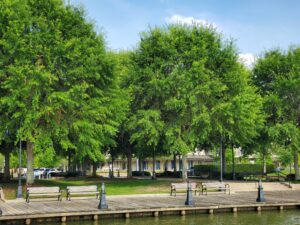 Sugar Mill Pond - Lafayette, Louisiana - HT - After Photo