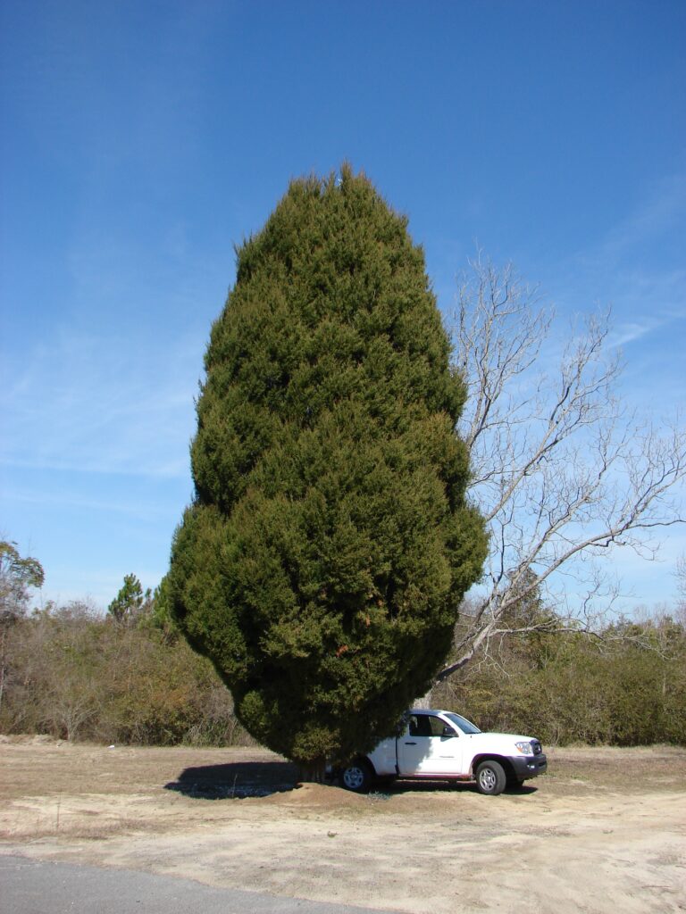 Tapestry Eastern Red Cedar tree
