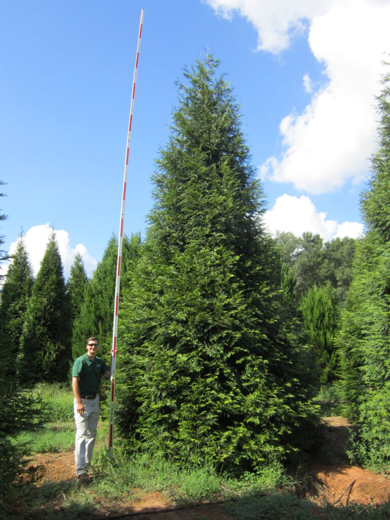 Green Giant Arborvitae tree