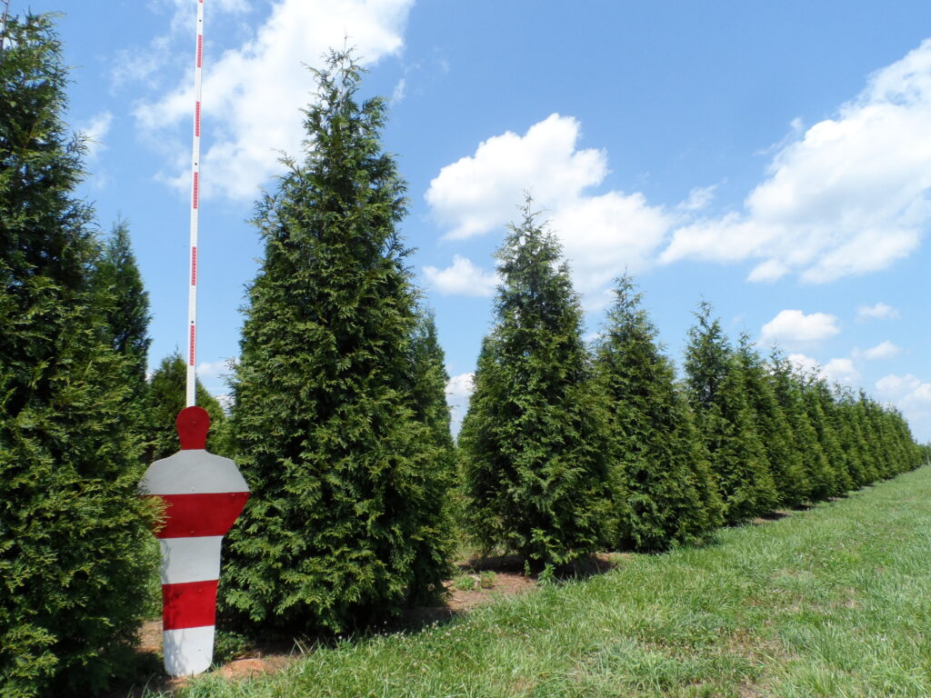 Green Giant Arborvitae trees