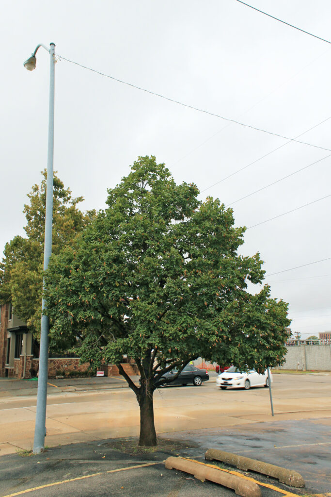 Tilia-Tulsa Linden Parent Tree-10.12.2014-11E Durable American Linden tree
