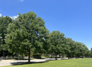 Trenton Avenue Park - Tulsa, OK - HB - After Photo