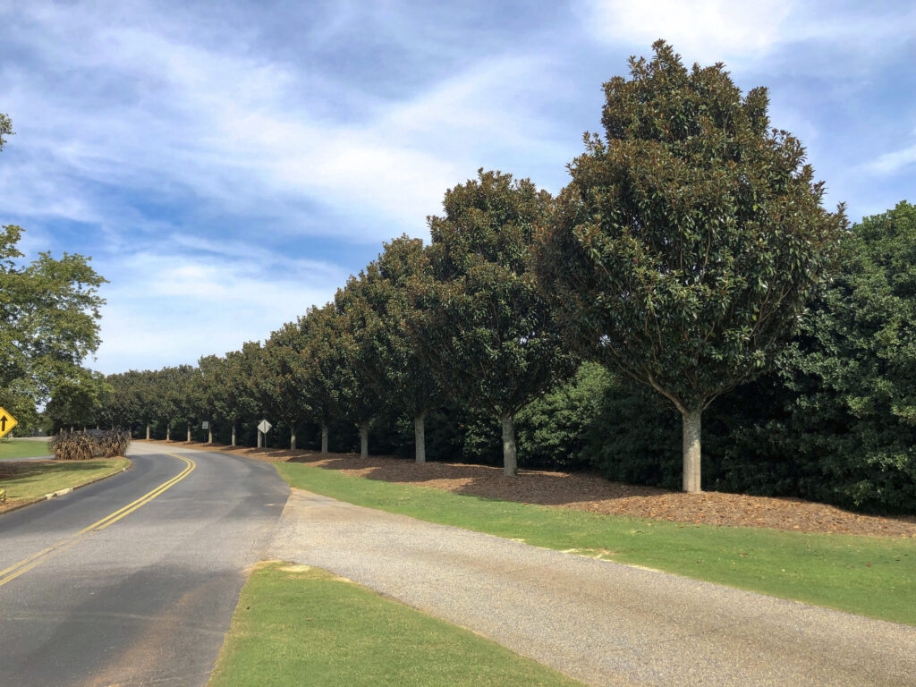 UGA Golf Course – Athens, GA – Alta – After Photo UGA Golf Course - Athens, GA - Alta - After Photo