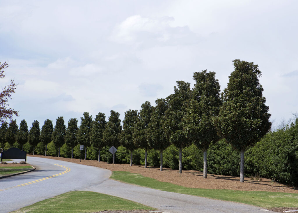 UGA Golf Course – Athens, GA – Alta – Before Photo UGA Golf Course - Athens, GA - Alta - Before Photo