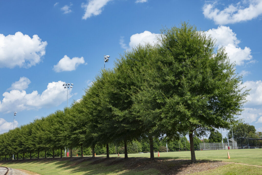 UGA, Intramural Fields - Athens, GA - HT - After Photo