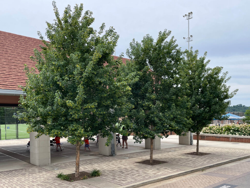UT Intramural Fields – Knoxville, TN – Pritchard – After Photo UT Intramural Fields - Knoxville, TN - Pritchard - After Photo