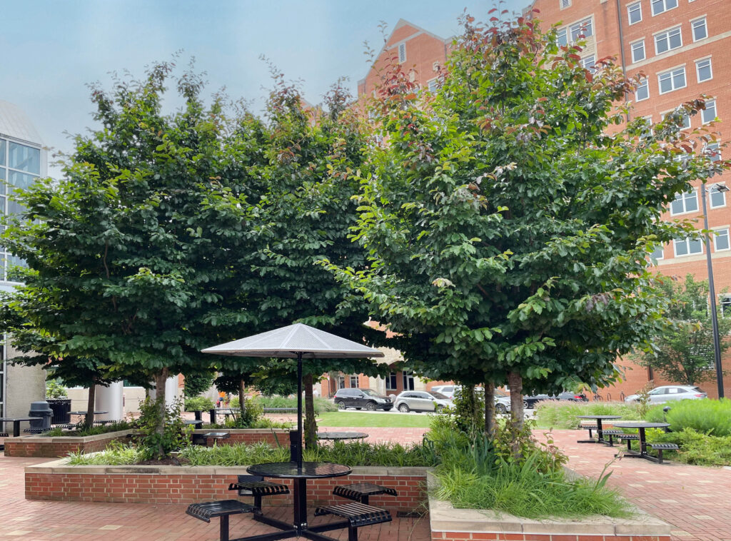 UT - Neyland Base - Knoxville, TN - Contemplation - After Photo