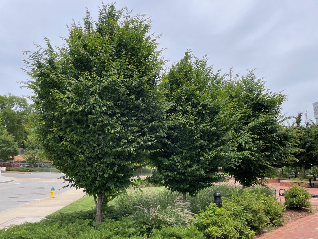 UT – Neyland Base – Knoxville, TN – Palisade – After Photo UT - Neyland Base - Knoxville, TN - Palisade - After Photo