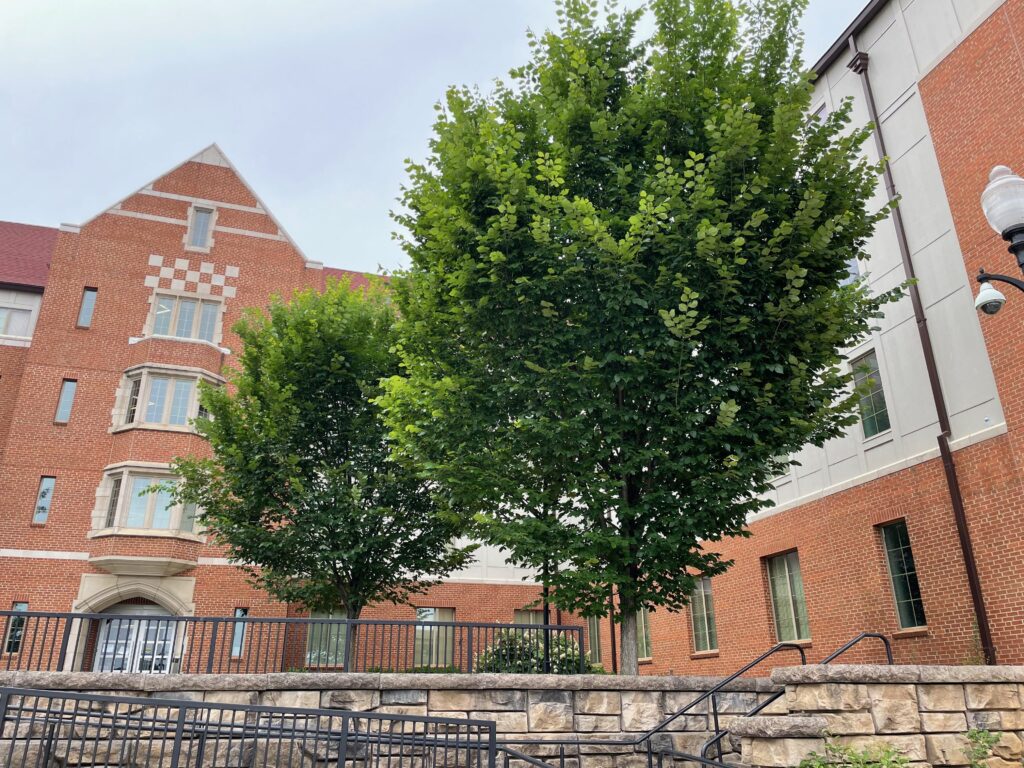 UT – West Campus – Orange and White Halls – Knoxville, TN – Jefferson – After Photo UT - West Campus - Orange and White Halls - Knoxville, TN - Jefferson - After Photo