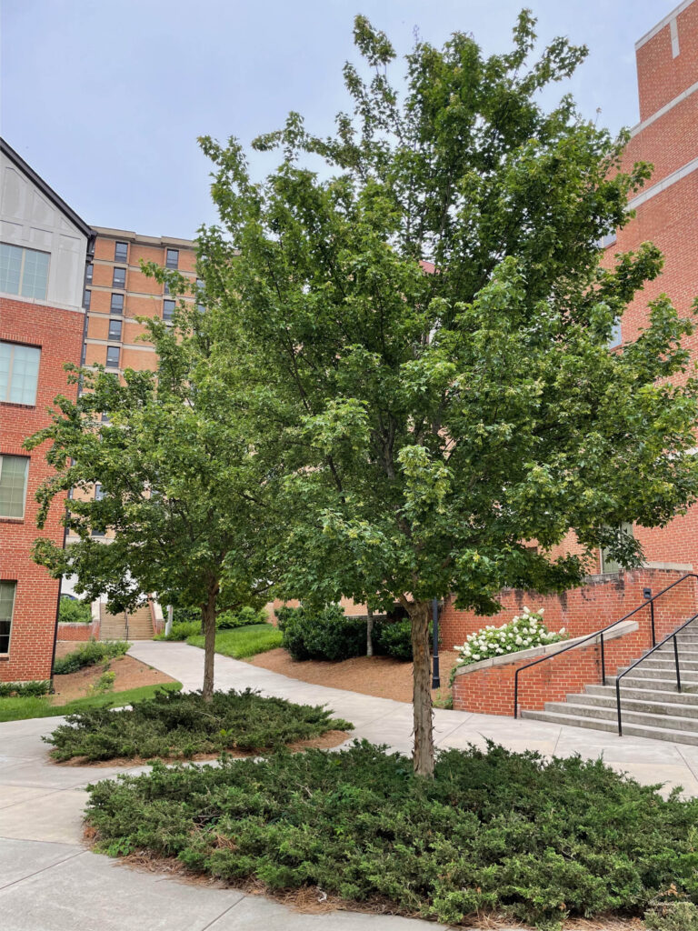 UT – West Campus – Orange and White Halls – Knoxville, TN – Pritchard – After Photo (2) UT - West Campus - Orange and White Halls - Knoxville, TN - Pritchard - After Photo