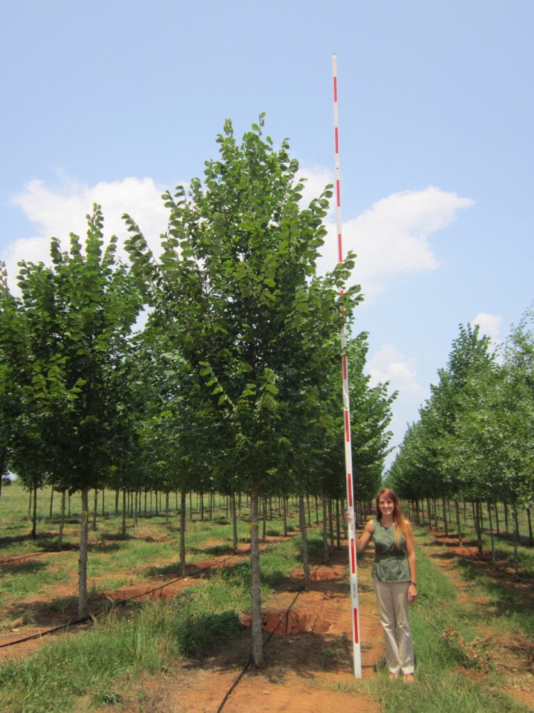 UlameJe-3.5 in-06.14.16- (6) Jefferson American Elm tree