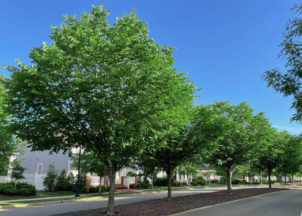 Village at Oakland Springs – Huntsville, AL – CQ – After Photo Village at Oakland Springs - Huntsville, AL - CQ - After Photo