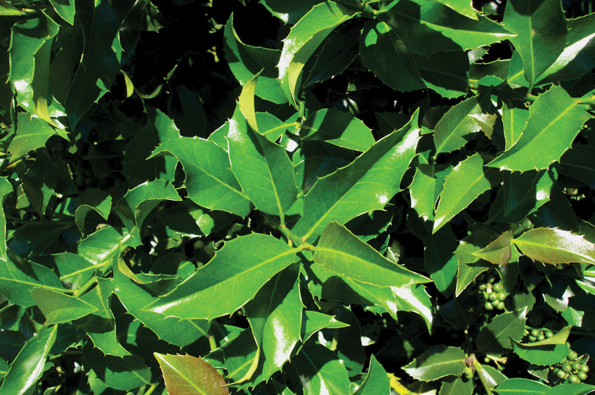 WLW Wirt L. Winn Holly tree foliage