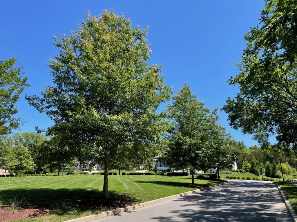 Witherspoon – Brentwood, TN – Sangria – After Photo Witherspoon - Brentwood, TN - Sangria - After Photo