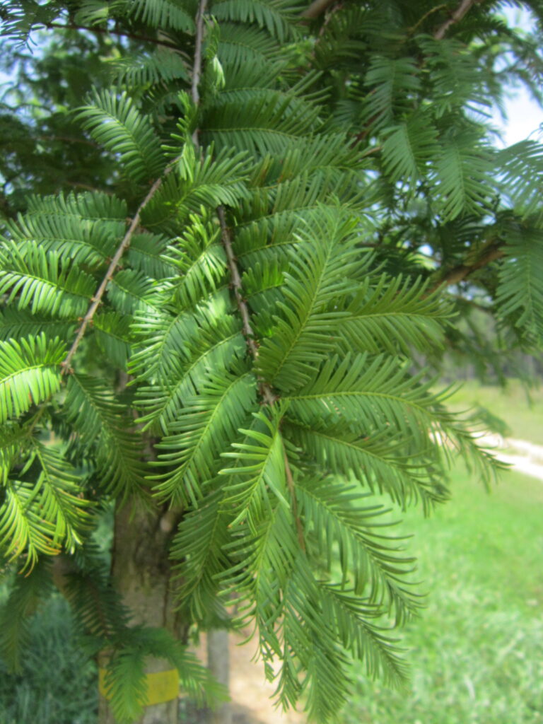 palatial dawn redwood leaves 002 Palatial Dawn Redwood tree foliage