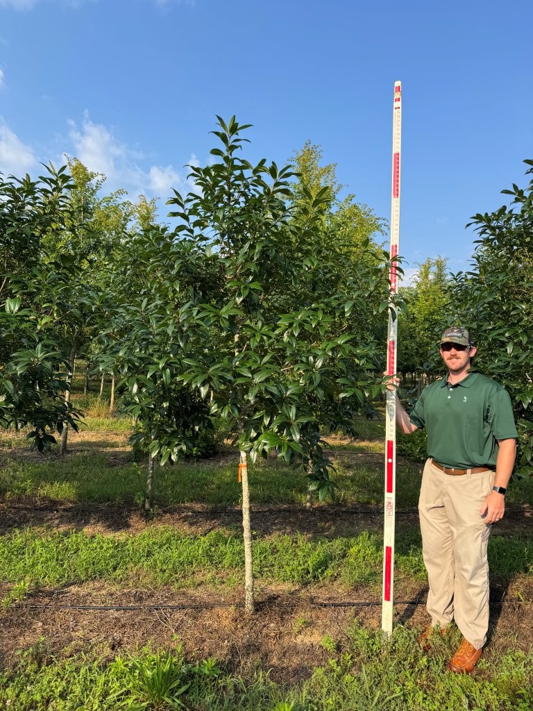 2.5-3.5in Prodigy Fringetree (2) 2.5-3.5" Prodigy