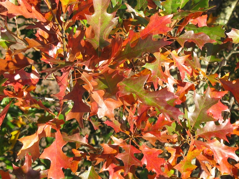 Prominence Shumard Oak closeup