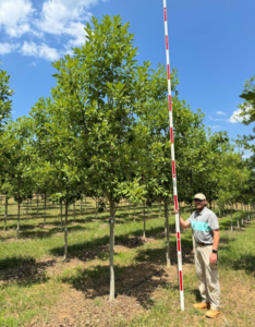 Moonglow-Sweetbay-Magnolia