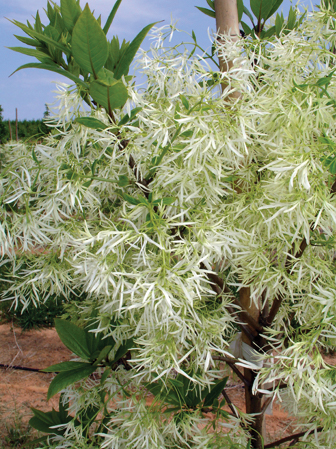 Prodigy Fringetree flower