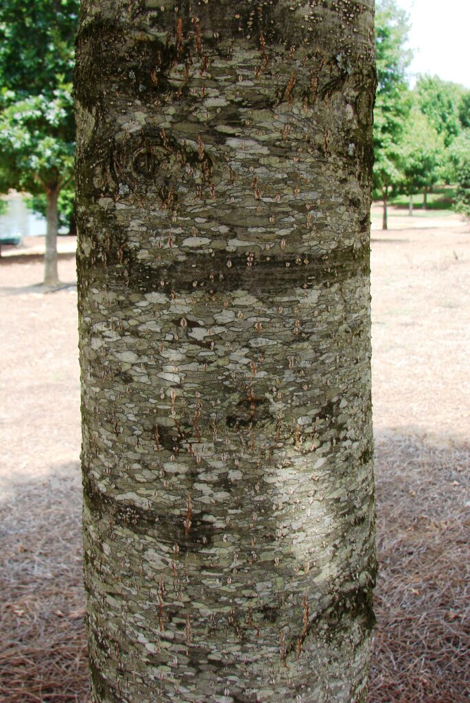 1293 Bark PF Bark on Sangria® Red Leaf Nuttall Oak
