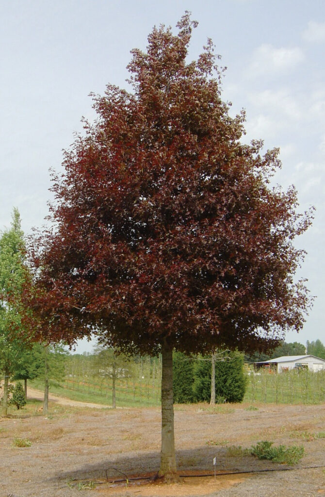 1293 Red-leafing Nuttall Oak Read leafing on Sangria® Red Leaf Nuttall Oak