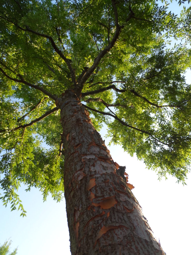Allee Lacebark Elm Canopy