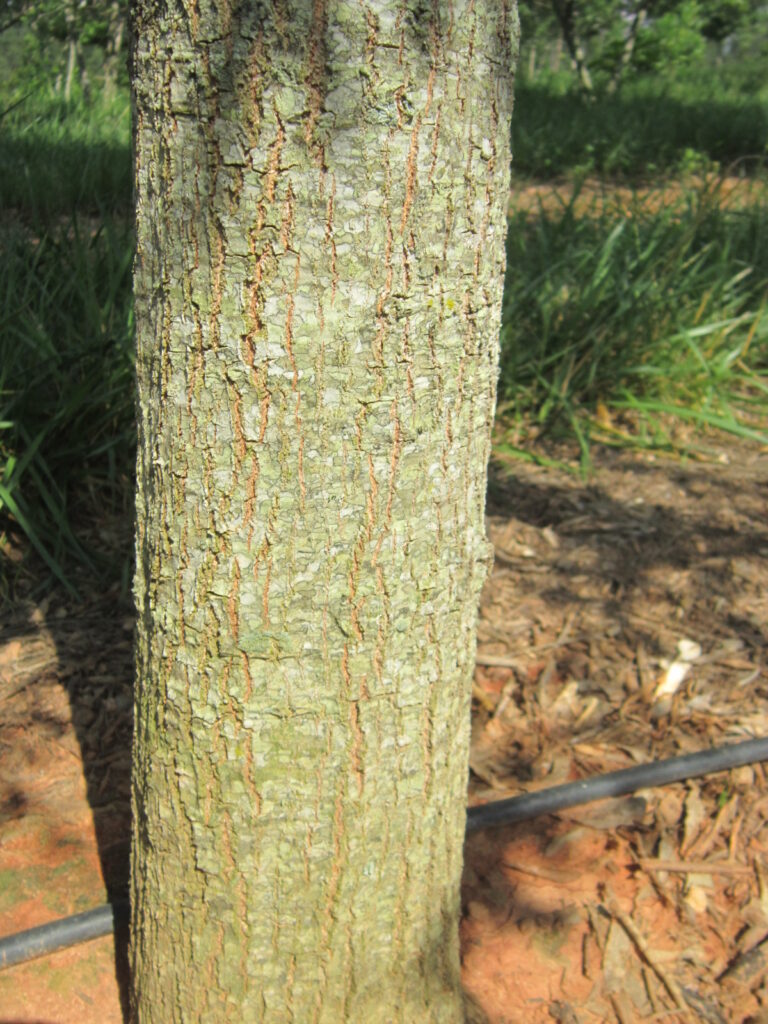 Fortitude Willow Oak-06.11.2012-24 Fortitude Willow Oak tree bark