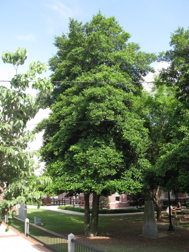 Glorious Fences™ American Holly