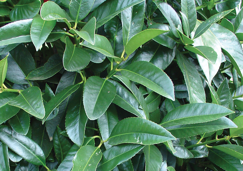Cool Fences foliage