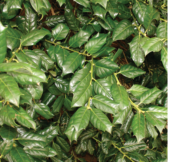 IlxNRS-foliage