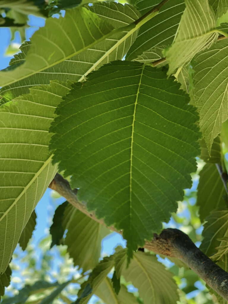 Jefferson American Elm (2) Jefferson American Elm foliage