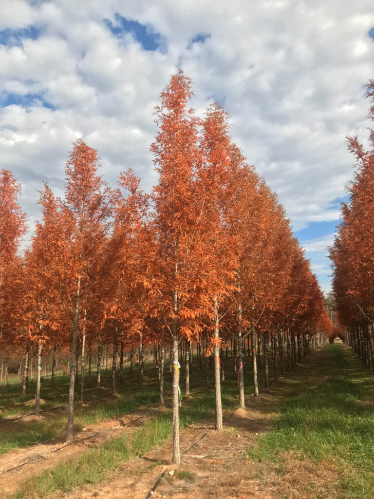 Palatial Dawn Redwood – fall color (1)
