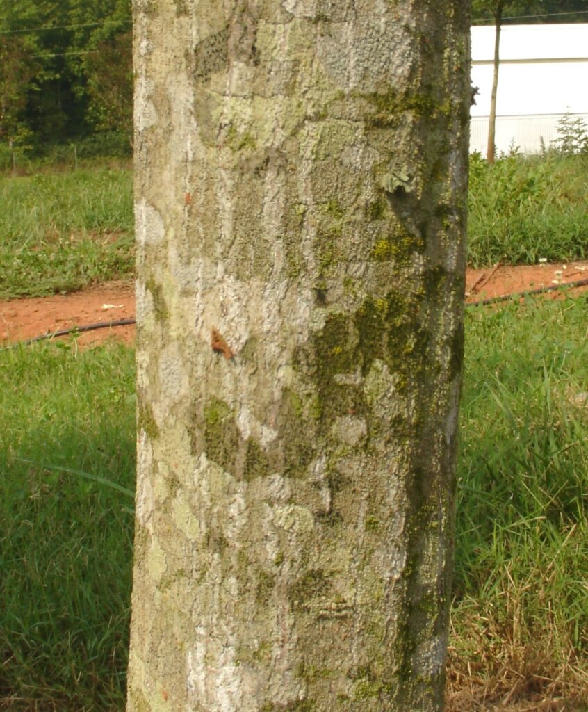 Palisade Bark Palisade bark