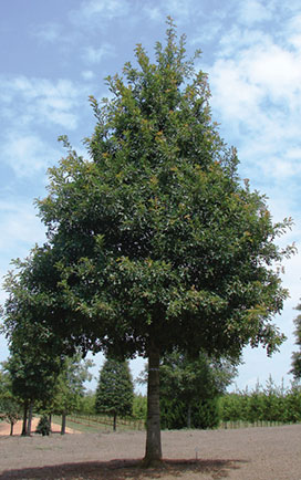 QunutSa Sangria® Red Leaf Nuttall Oak