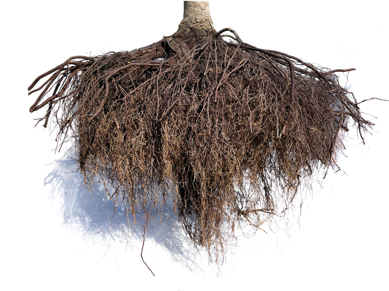 Detail of a Root Ball