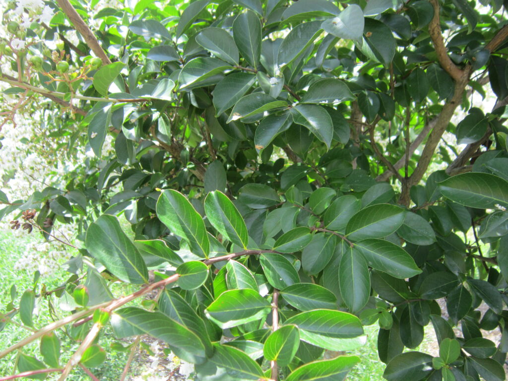 Sarah’s Favorite Crapemyrtle-OGL-08.02.2013-03