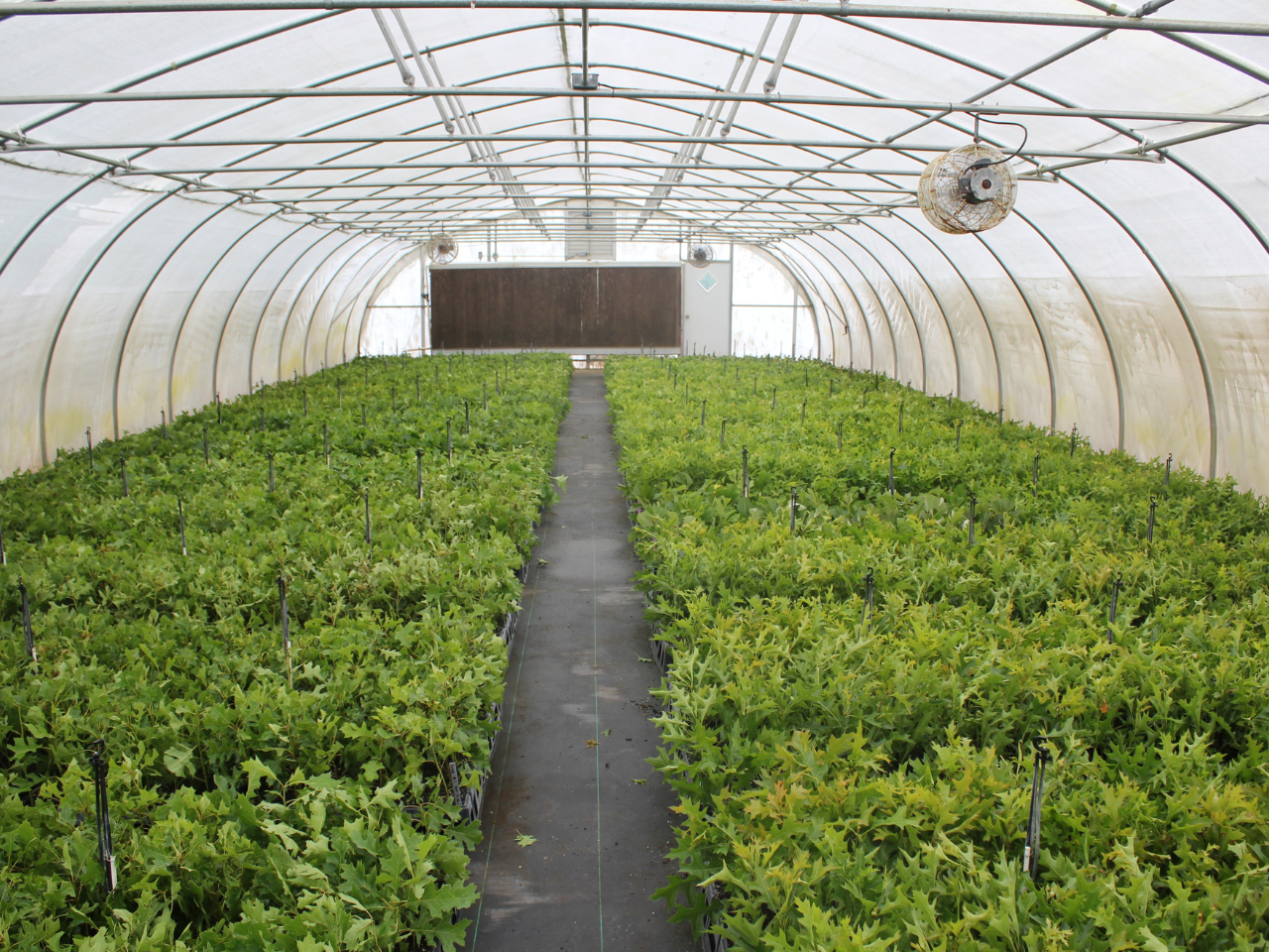 Select Trees greenhouse