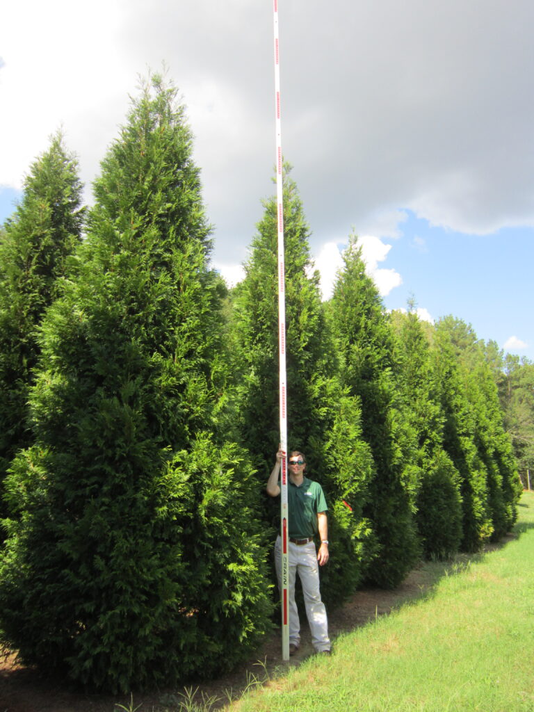 ThxHW-17ft-09.05.2014-01 Hetz Arborvitae