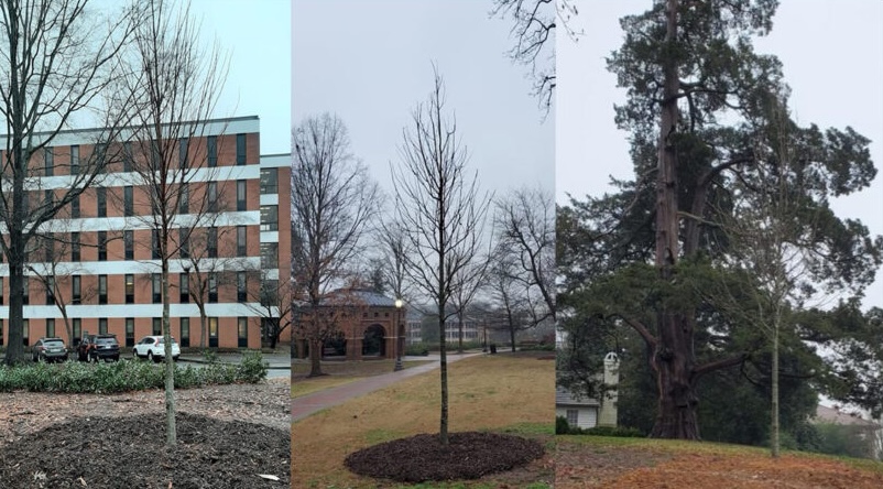 Trees provided to Clemson