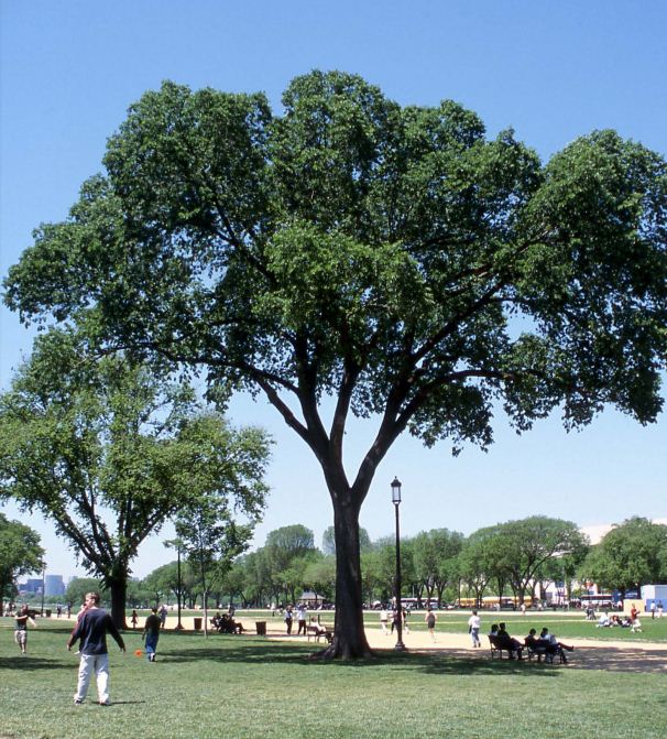 jefferson-elm Jefferson American Elm